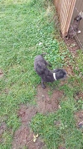 Our Poppet, what a change 25 days on. Dental later this week and spaying in the New Year and then the sky's the limit for this lovely girl. (Poppet is not up for rehoming yet please do not enquire) #barksupportersarethebest | Berwick Animal Rescue Kennels