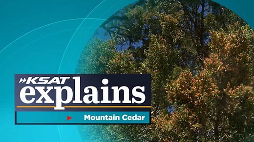 What is mountain cedar? KSAT Explains