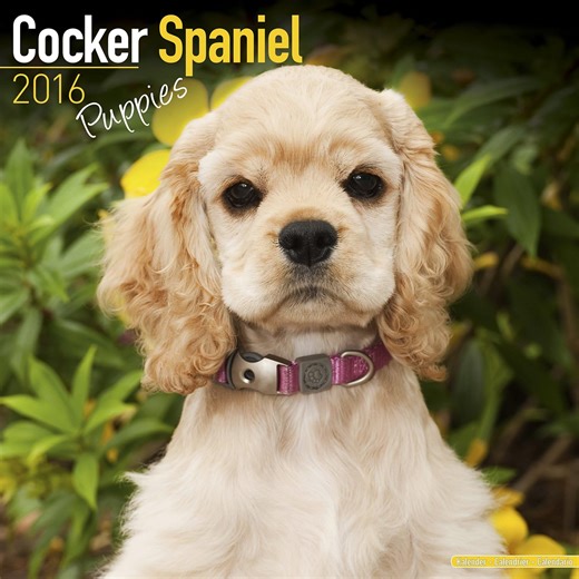 Amazon.com: Cocker Spaniel Puppies Calendar - Only Dog Breed Cocker Spaniel Puppies Calendar - 2016 Wall calendars - Dog Calendars - Monthly Wall Calendar by Avonside: 9781782086321: MegaCalendars: 辦公用品