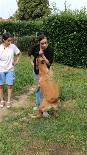 2M views · 21K reactions | Ne faites pas cette erreur quand vous éduquez votre Malinois ! ft. Shirine & Kenza Tony est passé donner un coup de main à Shirine et Kenza pour l’éducation de leur malinoise : Nala !  Découvrez tous nos conseils pour éduquer votre chien sur espritdog.com ! | Esprit Dog - Tony Silvestre | Facebook