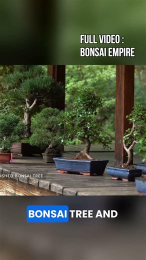 Bonsai for Beginners: 2 Easy Ways to Get Started! 🌳