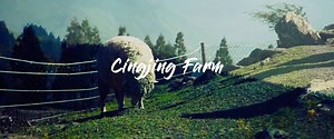 UNDERRATED TAIWAN TRIPS: Cinjing Farm in Taichung 🐑 Skip the usual and go beyond Taipei when you explore the picturesque Cingjing Farms of Taichung. Bring your family and loved ones out to enjoy the cool mountain climate, stunning scenery, and the adorable sheep! 🐑 ✅ BOOK: 📍 Cingjing Farm Day Tour 👉 https://goo.gl/eXznbC 📍 HSR Taipei to Taichung Tickets 👉 https://goo.gl/GNk61q 📍 HSR Taichung to Taipei Tickets 👉 https://goo.gl/LMkbE2 🔵 Green Green Grassland: Also known as ‘Foggy Eden,’ s