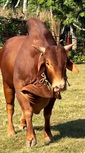 Let's See the Enormous and Splendor Red Hasa Bull! Its Strong Physique, Glossy Red Coat, Sharp Horns, and Powerful Stride Make it Truly Mesmerizing! 🥰🐃🥰#RedHasaBull #MajesticBeast #PowerfulStride #BullBeauty #sumonscattle #cattle #bulls #cows #trend #viral #farmlife #wildlife #reels2025 #foryoupage | SUMON’S CATTLE