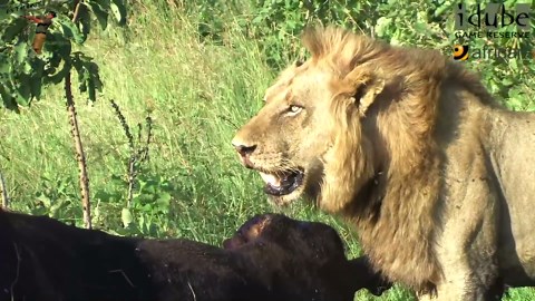 Nomadic Male Lions With A Buffalo