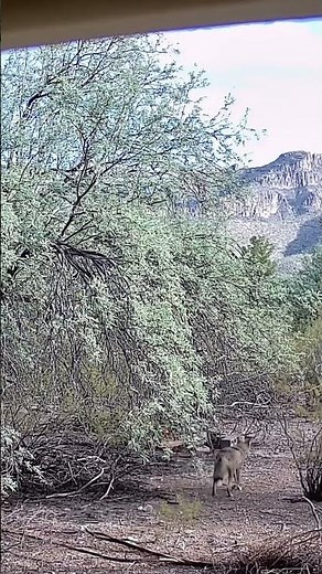 Where is this COYOTE off To?