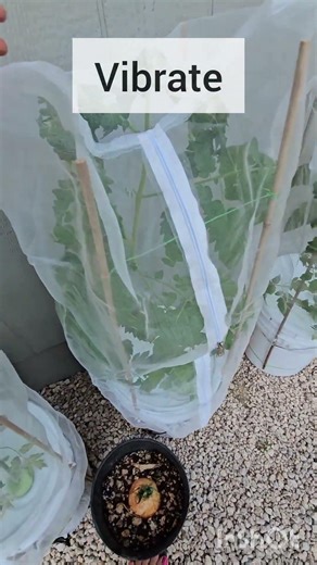Stimulating Tomatoes - Maxi Bloom Hydroponic Fertilizer #kratky Part 4