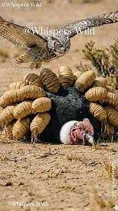 Incredible Bond Owl Leads Humans to Save Dying Condor #animalrescue #savannahrescue #owl