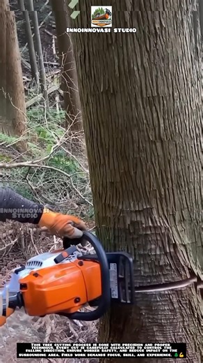 Professional Tree Cutting with Safe Technique 🌲💪.