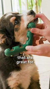 What if dogs could brush their own teeth?! 🦷🐶🎉 The Bite n' Brush makes toothbrushing fun for dogs & easy for their people. Try one today! ✅ Treats motivate chewing 🪥 ✅ Bristles scrub plaque & tartar 🦷 ✅ Natural ingredients for oral health 🌱 ✅ Cleans all sides of teeth & mouth ✨ | Woof