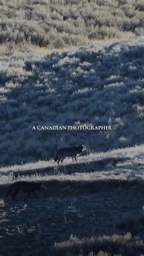 The wolf pack’s formation is an impressive example of strategy and protection, with each tier serving a specific role. . . . #fitness #inspiration #workout #gym #motivationalquotes #lifestyle #life #instagood #fitnessmotivation #quotes #fit #training #bodybuilding #goals #mindset #health #entrepreneur #positivevibes #selflove #fitfam #inspirationalquotes #healthylifestyle #sport #successtips #entrepreneurlife #leadershipskills #businessstrategy #successmindset #entrepreneurmindset #leadershipdev