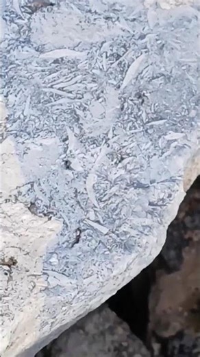 Shell Fossil Chert Sky Blue