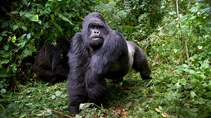 Secretos de supervivencia