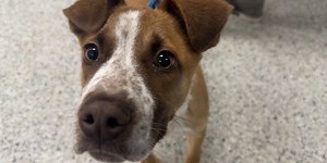 Adoption specials continue at KC Pet Project as pets continue to enter