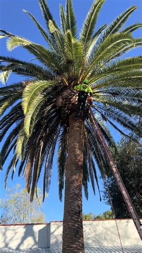 #LTC #Lucerotreecare #treecare #california