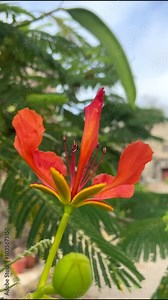 Red Flamboyant tree flower also known as Royal Poinciana,Delonix regia,Flame tree, Phoenix flower close up,4K