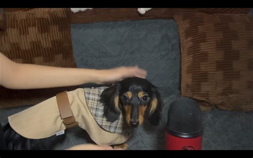 采耳助眠｜从小一块长大的同桌帮你掏耳朵｜实声系列｜双声道｜刷子 棉签 挖耳勺 镊子 鹅毛棒 🎉-萌萌你带我走吧-ASMR-哔哩哔哩视频