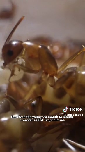 Exploring the Unique Lifestyle of Carpenter Ants