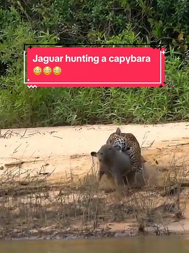 Jaguar hunting a capybara… (Credit: @sharko.attack) #wildlife #nature #travel #wildanimals #wilderness #wildlifephotography #pettok #jaguar #animallover #animalrescue #jaguarsoftiktok #cutepet #capybara #wild #capybarasoftiktok #survival #animalattack