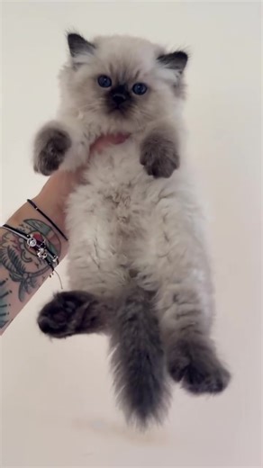 Lovely ragdoll kitten #ragdoll #ragdollkittens