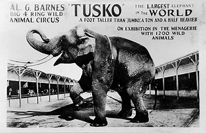 Tusko - Alchetron, The Free Social Encyclopedia