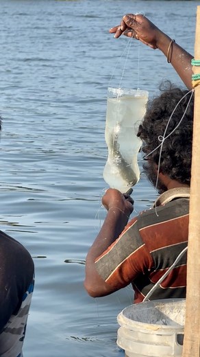 26K views · 150 reactions | Mullet Fish Biting Maida Flour in Bottle Fishing Trap | Snakehead Angler Amar | Facebook