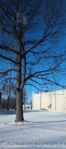 exploding trees cold #midwest #cold #explodingtrees #fyp #squirrel