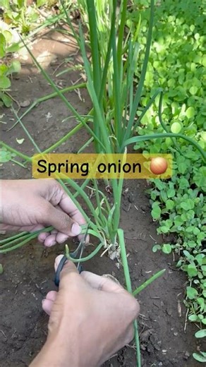 Harvesting SPRING ONION | Organic gardening | homegrown goodies | #trending #viral