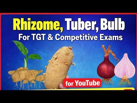 Underground stem for TGT biology