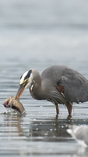 874K views · 22K reactions | It might seem like catching a huge fish...