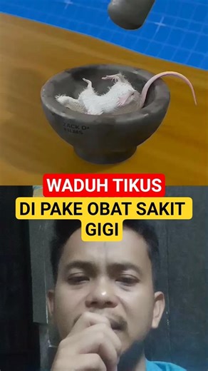 Is it true that mice can be used as medicine for toothache? #science