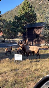 Roundabout letting out an early morning bugle. #bullelk #elk #wildanimals #wildlifephotography #nature #naturelover #nationalgeographic #natgeo #natgeoyourshot #foryou #reels #explorepage | Good Bull Guided
