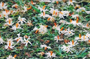 Let's listen to an old Burmese song together. | Late nights, deep thoughts ,Old Burmese songs