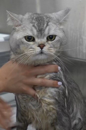 Mr. Smoosh was not into his groom that’s for sure 🤣 #groomeroffacebook #doggrooming #groomingproducts #hairy #catlovers #petlovers #groomer #petgroomer #pets | Girl With The Dogs