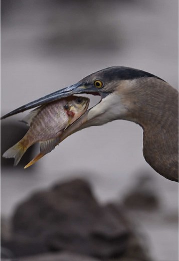 Great Blue Heron #greatblueheron #fish