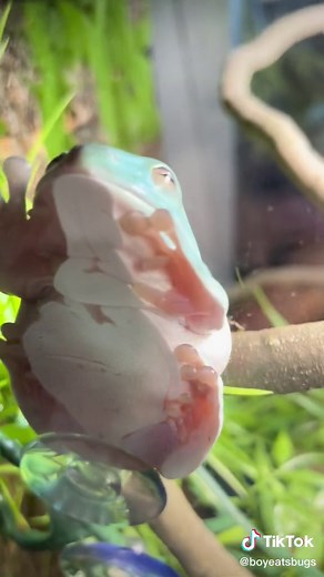 Daily Routine for Frogs: Complete Guide for Pet Owners