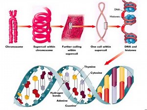 The structure of nucleic acids