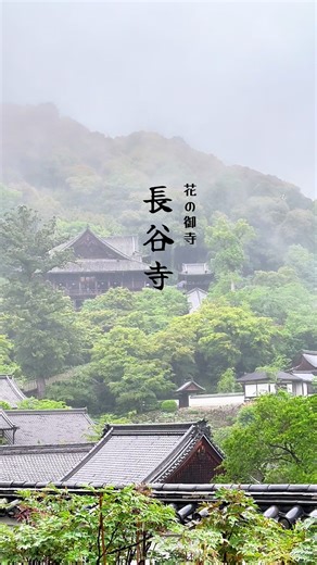 #奈良長谷寺 #長谷寺の紫陽花 #世界遺産長谷寺 #国宝長谷寺