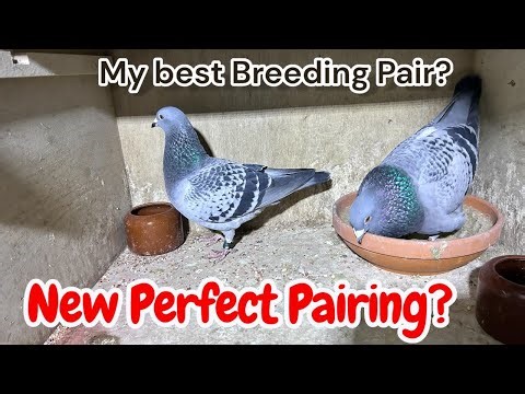 Is This My BEST Breeding Pair Yet? 🏆🐣 | Racing Pigeons