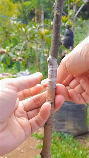 8.4K views · 58 reactions | Inverted V graft with middle split as lock mechanism. #graftingplant #graftingtechnique #graftingvideos | Grafting Techniques | Facebook