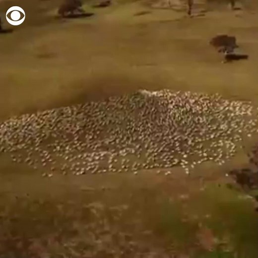 THE SHEEP OF LOVE: Ben Jackson, an Australian sheep farmer, fed his sheep in the shape of a heart to honor his aunt Deb after he couldn’t attend her funeral due to COVID-19 — and said he hoped the heart could be seen from heaven. | CBS News