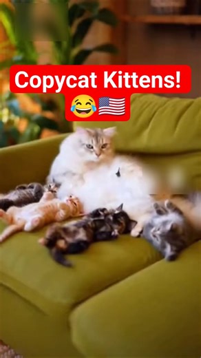 Mommy Cat’s Hilarious Copycat Squad — Kittens Steal the Show! (USA)
