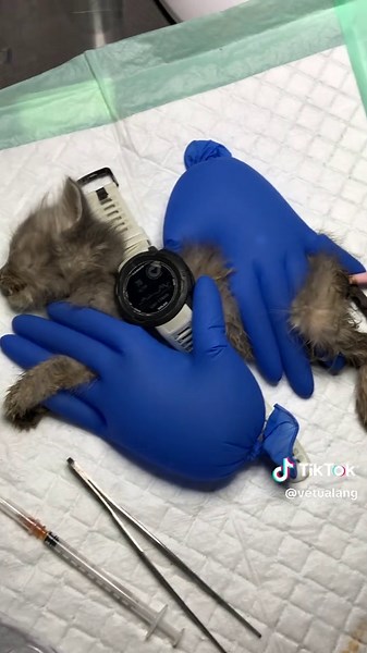 Heart Rate Monitoring for Kittens with Garmin Technology