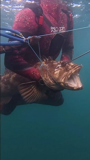 New Oregon State Record Ling Cod