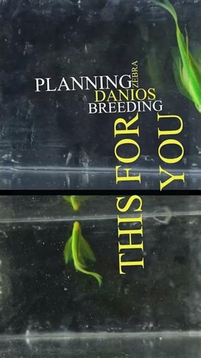 Zebra Danios Male And Female | Green Zebra Gender Identification | Male ആണോ Female ആണോ?