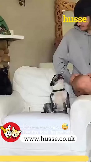 5.3K reactions · 213 shares | Feed Them the Best - Feed Husse .www.husse.co.uk #PetindustryJobs, #PetCareers, #AnimalLoverJobs, #FranchiseOpportunities, #BeYourOwnBoss, #Entrepreneurship, #UKFranchising, #VanBusiness, #WomanBusiness #husse_UK #healthy #pet_foods #happy #pets #franchise #cats #dogs | Husse UK | Facebook