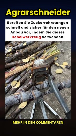 Zuckerrohr für den Anbau mit diesem Werkzeug vorbereiten! 🌱