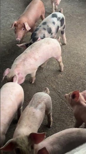 Move to new places #pig #pigfeed #animals #piggy #farming #piglet #farmlife