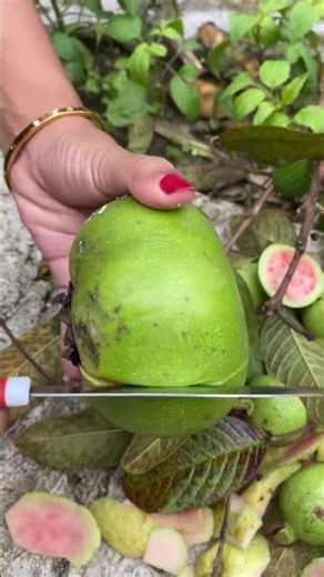 Peel Blacksapote Fruit #blacksapote