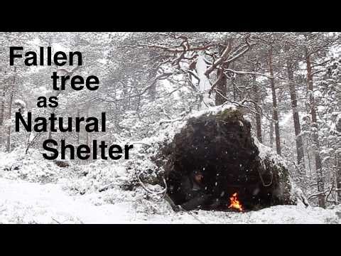 Fallen tree as natural shelter during snowfall