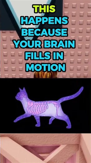 This Cat Runs Faster When You Blink 😳#iqtest #rblx #robloxrant #robloxmemes #relatable
